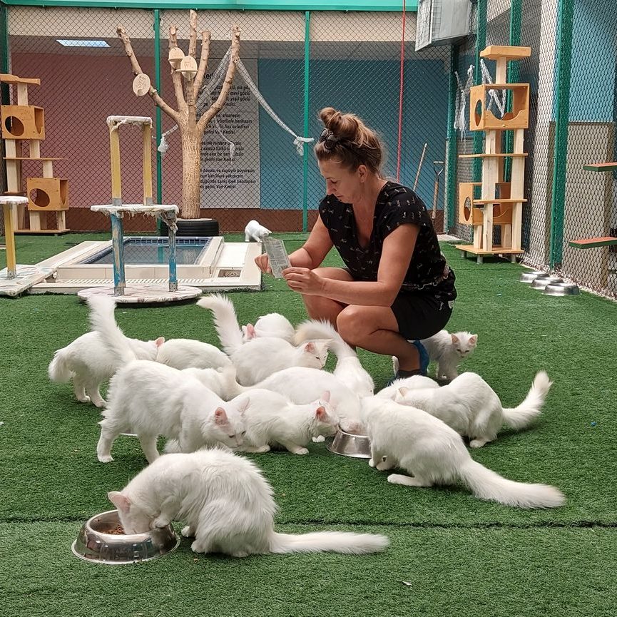 Koty z Van, Turcja - Terminus Travel