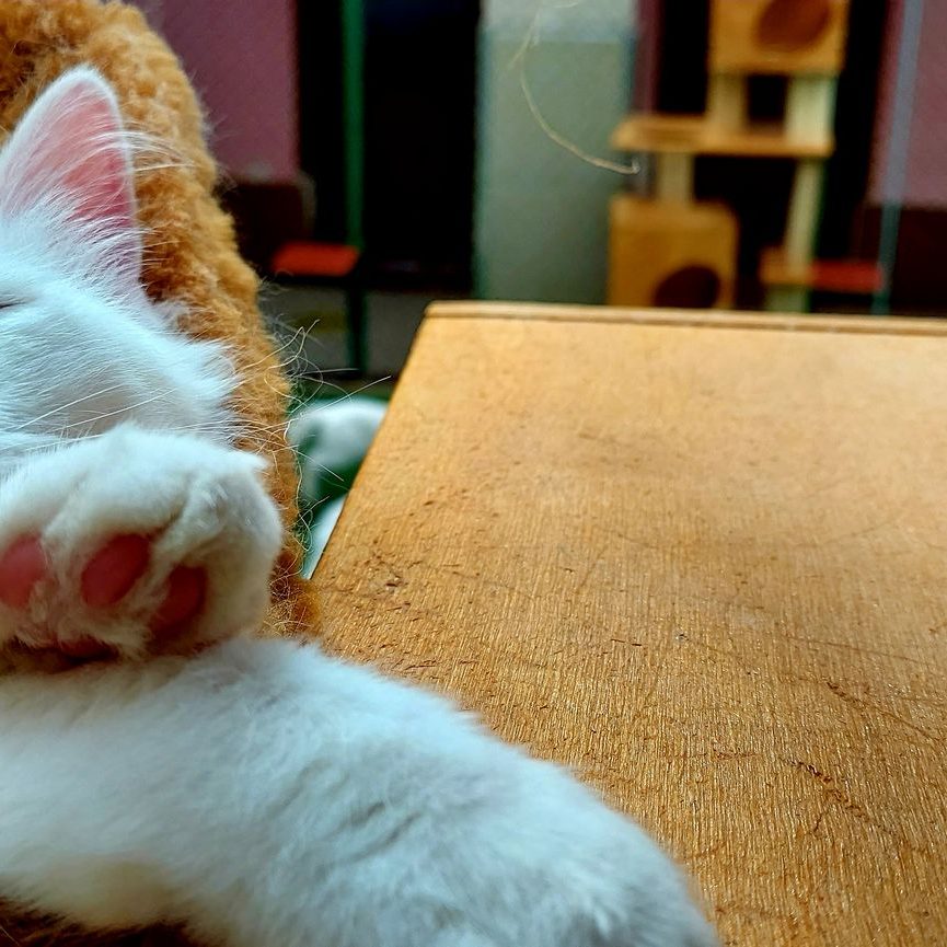 Koty z Van, Turcja - Terminus Travel