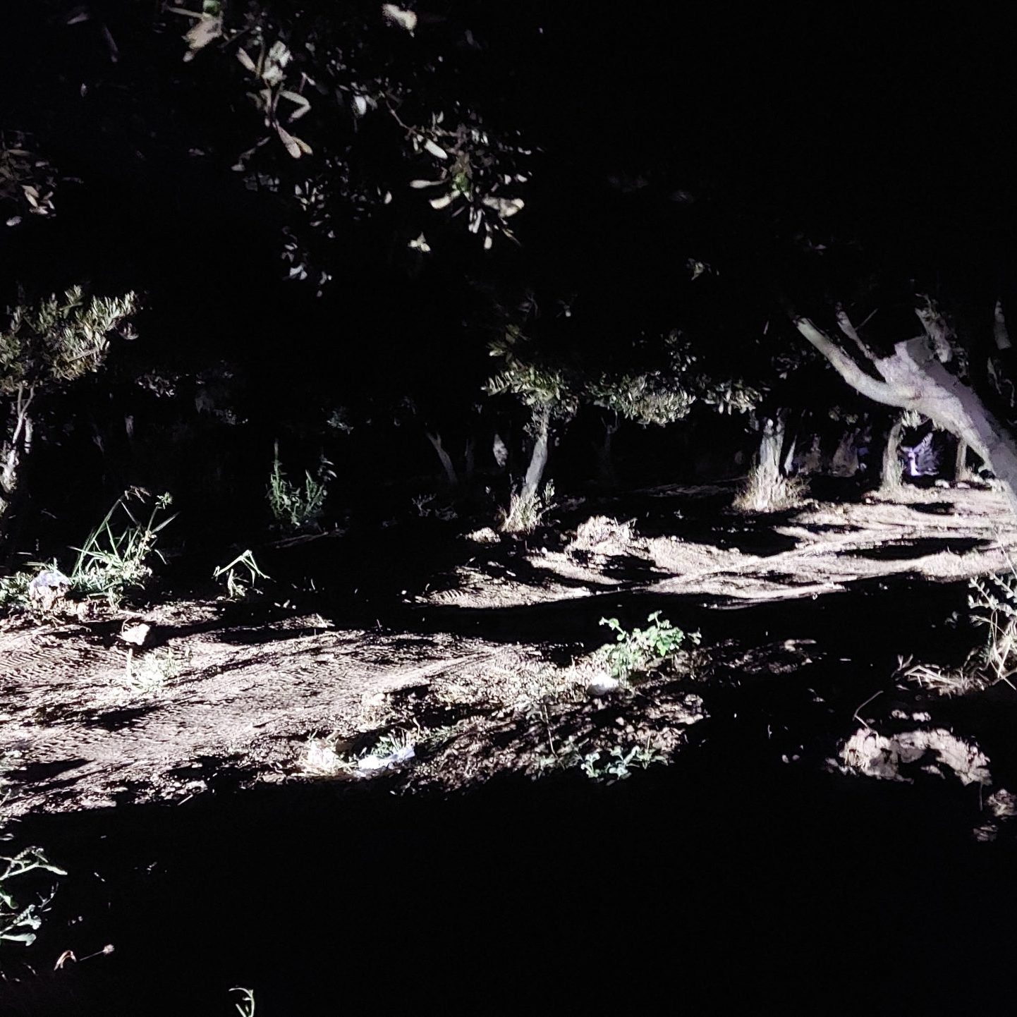 Antyczny port Kapanca w Turcji – biwak pod drzewami oliwnymi