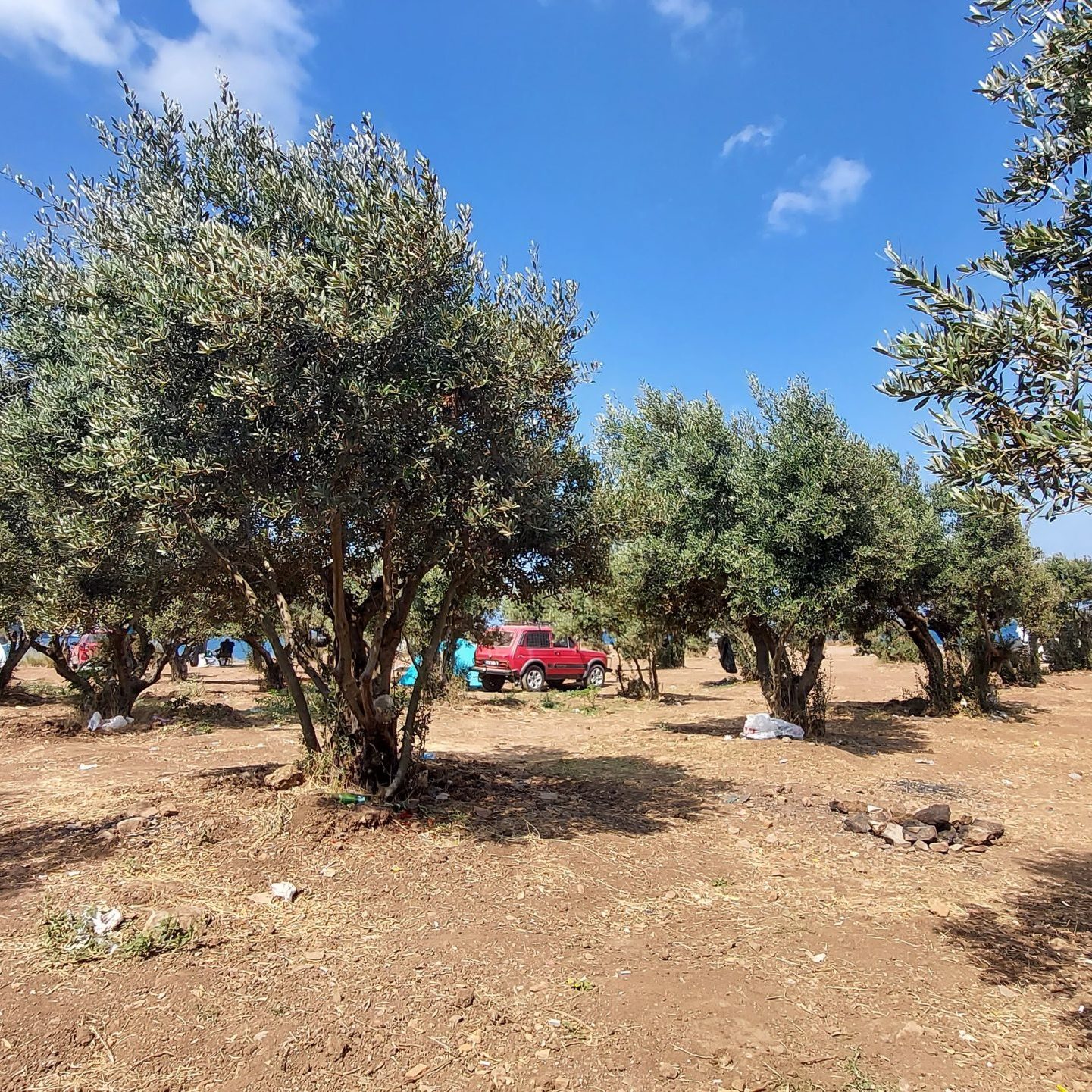 Antyczny port Kapanca w Turcji – biwak pod drzewami oliwnymi