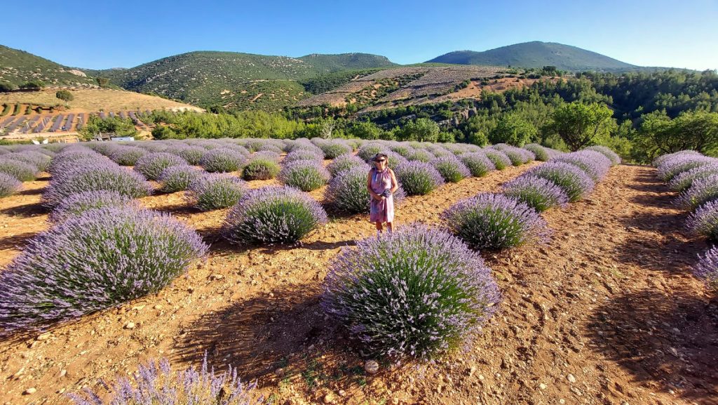 Okolice Burdur, Turcja, pola lawendowe. Terminus Travel
