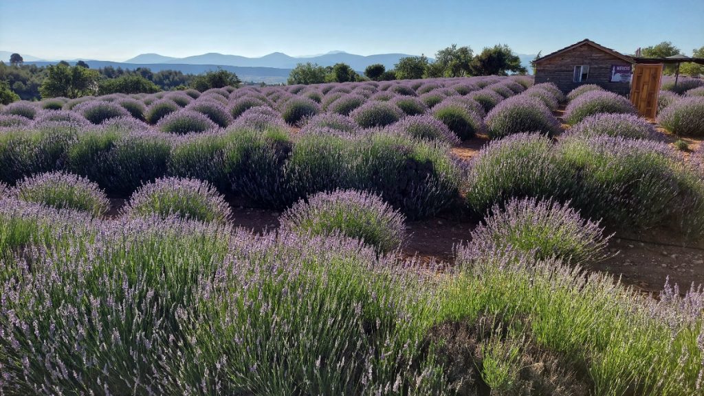 Okolice Burdur, Turcja, pola lawendowe. Terminus Travel