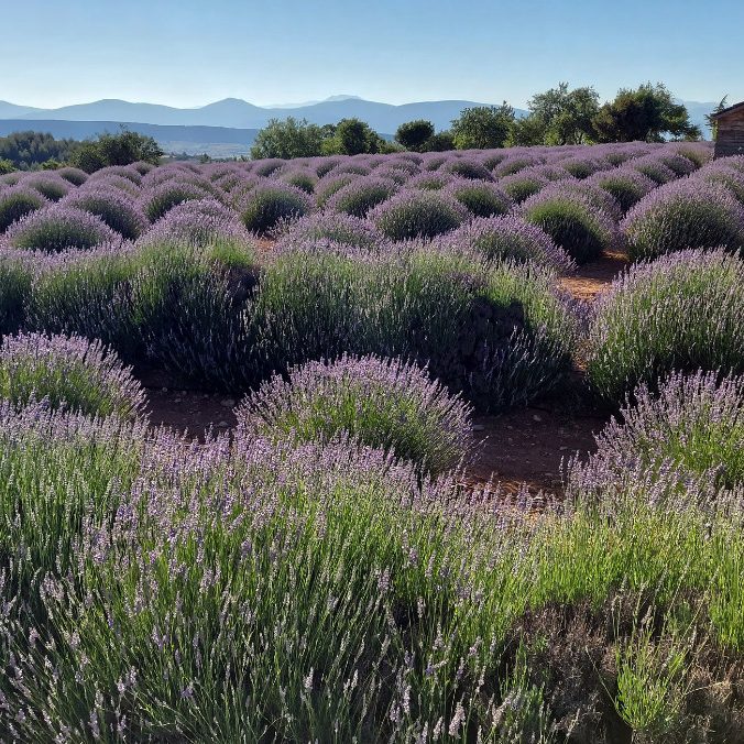 Okolice Burdur, Turcja, pola lawendowe. Terminus Travel