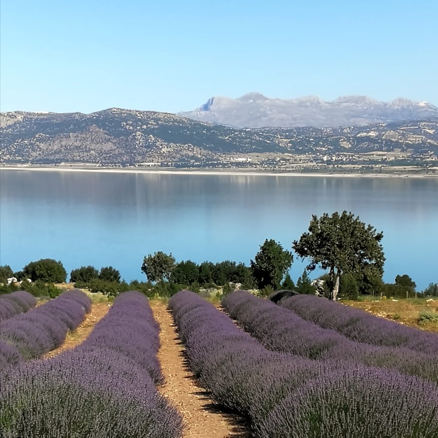 Okolice Burdur, Turcja, pola lawendowe. Terminus Travel
