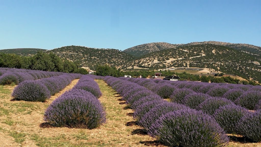 Okolice Burdur, Turcja, pola lawendowe. Terminus Travel