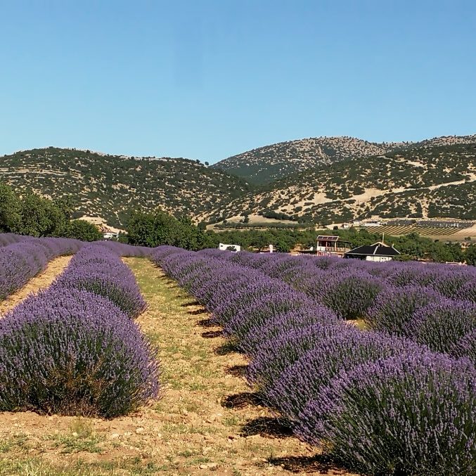 Okolice Burdur, Turcja, pola lawendowe. Terminus Travel