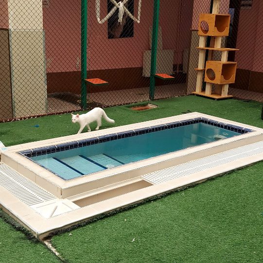 Koty z Van, Turcja - Terminus Travel